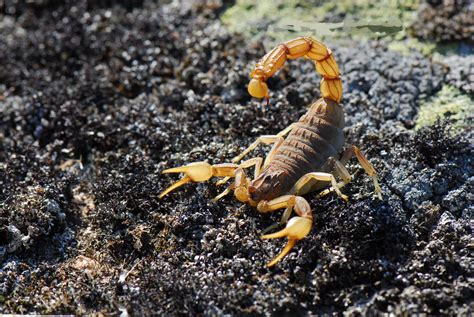Scorpions are arthropods — a relative of insects, spiders and crustaceans. Scorpion Arachnids Wallpapers FREE Pictures on GreePX