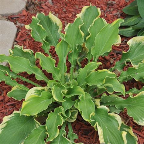 Hosta Wheee Buy Plantain Lily At Coolplants