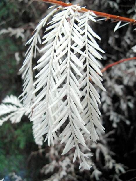 The Rare Albino Redwood Only 60 Known To Exist In The Wild