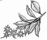 Anise Mewarna Picolour Sayur Sayuran Herba Jintan sketch template