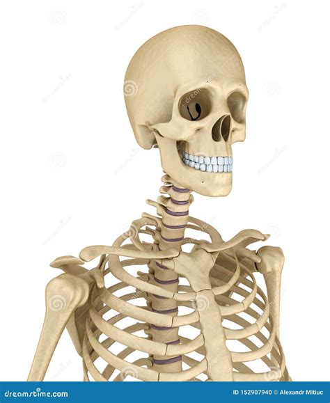 Torso Of Human Skeleton Isolated Stock Illustration Illustration Of