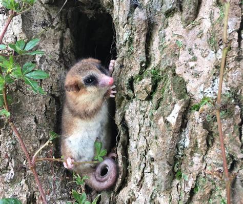 Un Monito Del Monte En El Lugar Equivocado Ladera Sur