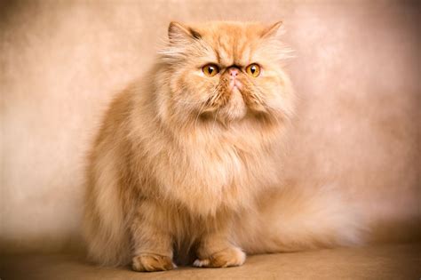 Maybe you would like to learn more about one of these? معرفی انواع گربه پرشین (Persian cat) و نحوه نگهداری و مراقبت