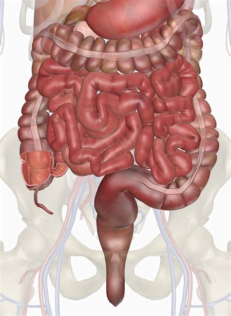 Intestines Anatomy Anatomy Organs Human Body Anatomy Human Body My