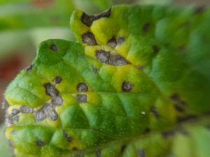 Septoria Leaf Spot Vegetable Disease Facts