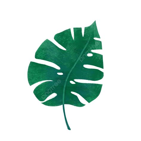 Free Material White Transparent A Tropical Leaf Png Free Material