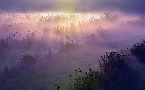 3840x2400 Morning Fog Meadow Fields Flowers 4k Hd 4k Wallpapers Images