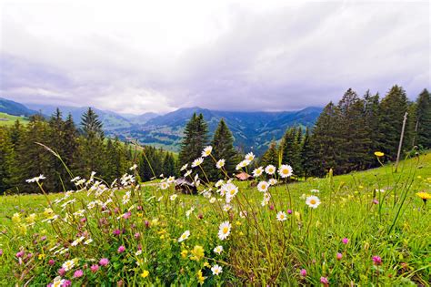 Switzerlands Most Beautiful Alpine Gardens Travel Smithsonian