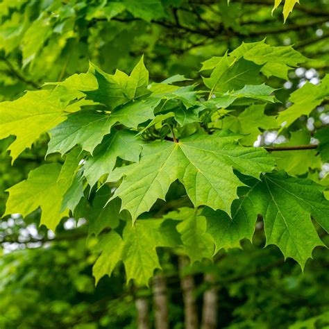 Acer Saccharum Sugar Maple Western Star Nurseries