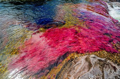 A Guide To Caño Cristales Colombia The Endless Adventures
