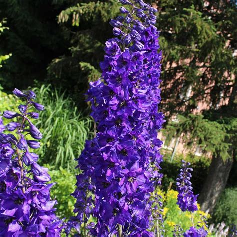 Delphinium Magic Fountain Series Flower Seeds Dark Blue Dark Bee