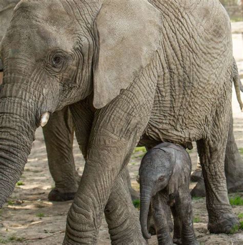 Canterbury New Baby Elephant Arrives At Howletts Wild Animal Park