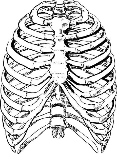Skeleton Rib Cage Template Printable