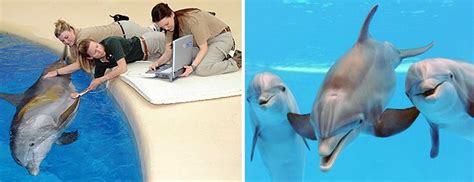 Chicago Zoological Society Three Dolphins Expecting At Brookfield Zoo