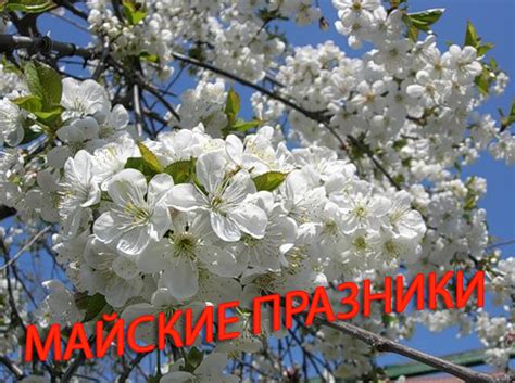 Все актуальные праздники в разных странах. Календарь праздников в Мае.