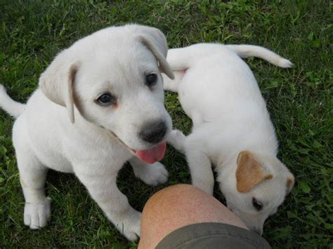 Lancaster puppies has dozens of puppies for less than $500. Yellow Lab Siberian Husky Puppies FOR SALE ADOPTION from ...
