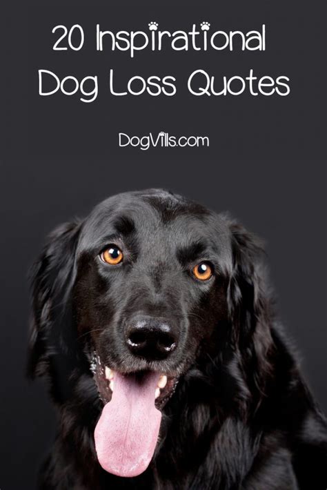 20 Inspirational And Touching Dog Loss Quotes Dogvills