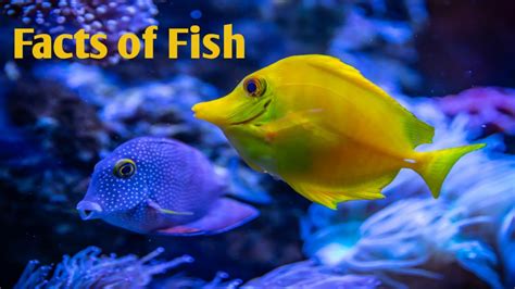 Amazing Facts Of Fish Facts Of Fish For Kids Educational Video For
