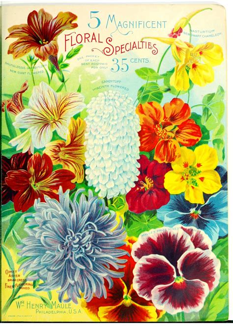 Vintage Garten Blumen Plakat Kostenloses Stock Bild Public Domain