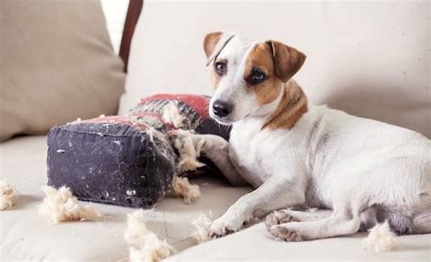 10 Easy Steps To Treat Separation Anxiety In Dogs