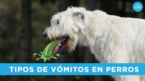 Mi Perro Tiene Diarrea Y Vomito Amarillo Noticias Del Perro