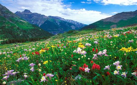 Landscape Meadow Colorful Flowers In The Mountains Of Colorado United