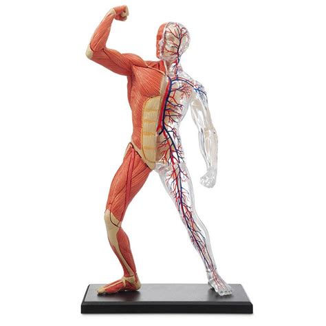 Make a list of ways that your bones protect parts of your body. 3-D Human Muscle & Skeleton Puzzle | Anatomical Three ...