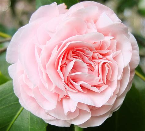 Baby Pink Camellia