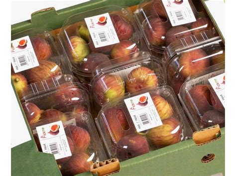 Never having seen or eaten a fresh fig in my life, i was fascinated by this strange and delicate fruit. "Fig growing regions in India have received good rains ...