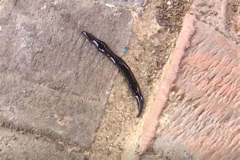 Texas Woman Finds Parasitic Worm In Backyard