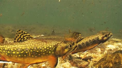 Free Download Trout Wallpapers For Pc 1920x1080 For Your Desktop