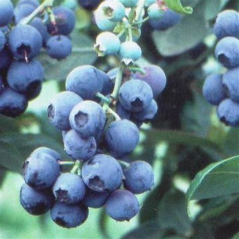 Tifblue Blueberry Bush For Sale