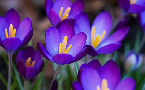 Purple Crocus Flowers Wallpapers Amazing Picture Collection