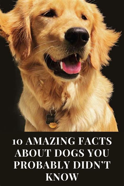 10 Facts About Dogs