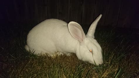 Found A Giant Albino Bunny Near Barry Park Is It Yours Rsyracuse