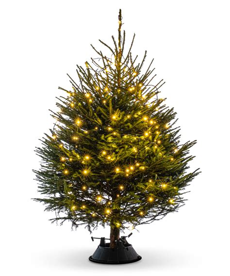 Norway spruce has the largest cones of all spruce trees and is a key identifier for the species. Norway Spruce Real Christmas Tree - ChristmasTrees.co.uk