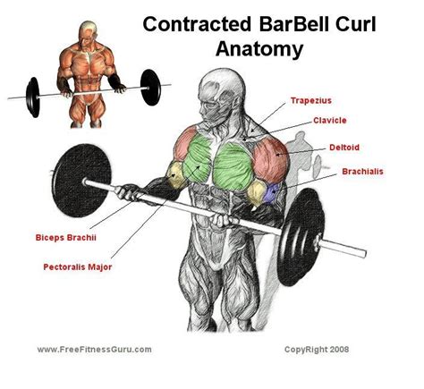 Biceps Barbell Curls Anatomy Barbell Curl Bicep Muscle Biceps Workout