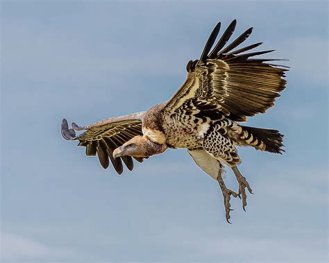 Ruppells Griffon Vulture In Flight Photograph By Morris Finkelstein