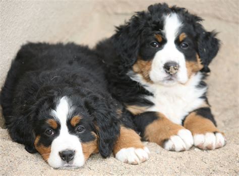 Pin On Bernese Mountain Dogs