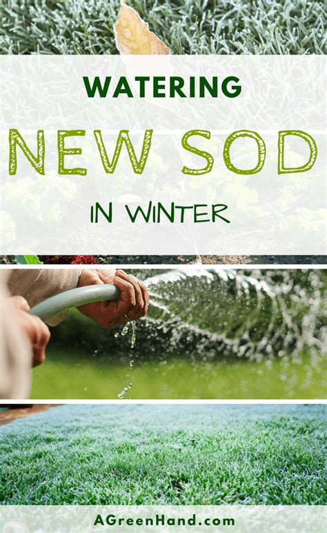 The establishment of your new sod lawn is easy. Watering New Sod In Winter | Lawn care, Lawn maintenance ...