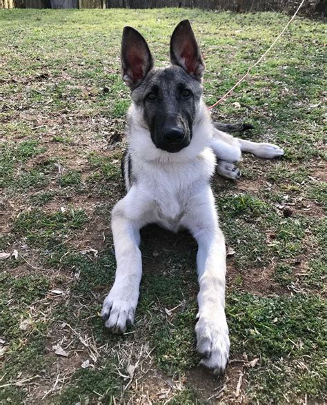 Does the different color of their fur impact. Silver Sable German Shepherd Puppies For Sale Near Me