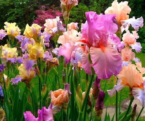 Pink Iris Who Knew Dream Garden Flowers Plants