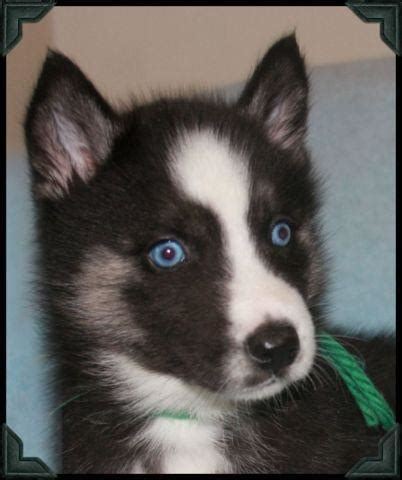 Browse thru our id verified puppy for sale listings to find your perfect puppy in your area. Blue-Eyed Siberian Husky Puppies ...LAST ONE for Sale in ...