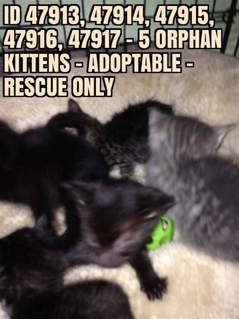 Pin Von Patricia Alexander Auf Cats Rescued From Kill Shelters