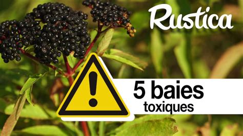 5 Fruits Et Baies Sauvages Toxiques Youtube