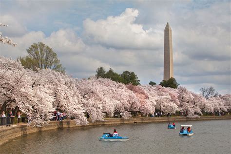 Things To Know About The Cherry Blossoms In Washington Dc Washington Dc National Mall