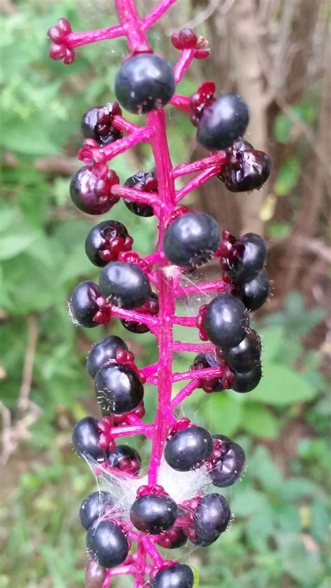 Poisonous Pokeberry Or Pokeweed Do Not Get Confused With Elderberry
