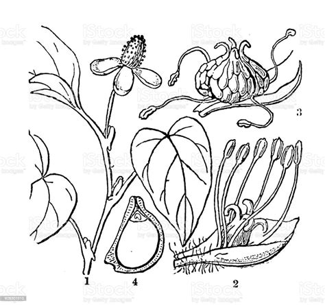 Botanik Pflanzen Antik Gravur Abbildung Houttuynia Cordata Stock Vektor