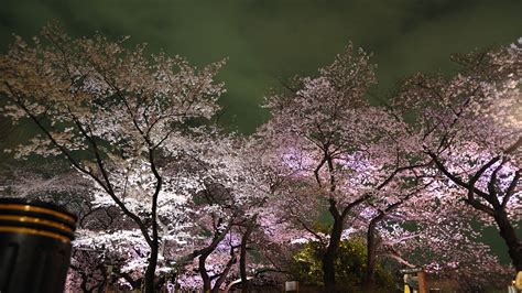 Cherry Blossoms In Tokyo 4k Ultra Hd Wallpaper 3840x2160 Wallpaper 26