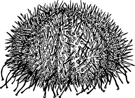 Sea Urchin Sketch